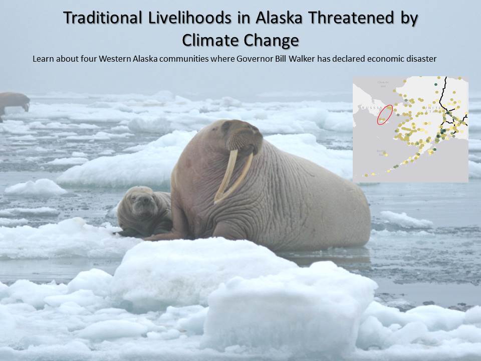 Traditional Livelihoods in Alaska Threatened by Climate Change (Walrus photo)